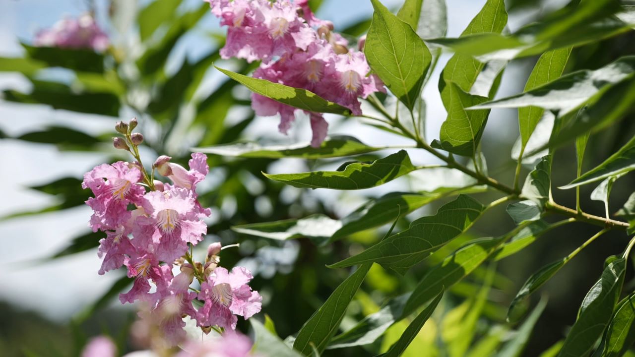 Get It Growing: Amazing El Niño desert orchid is a hybrid success story